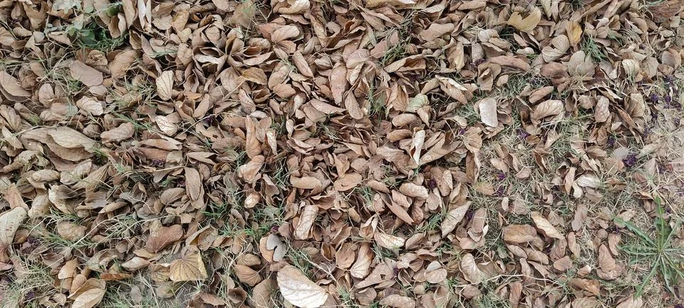 Dry Leaves on a surface Stock Photos