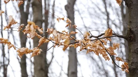 Dry leaves swaying in the wind. Stock Footage 74225676