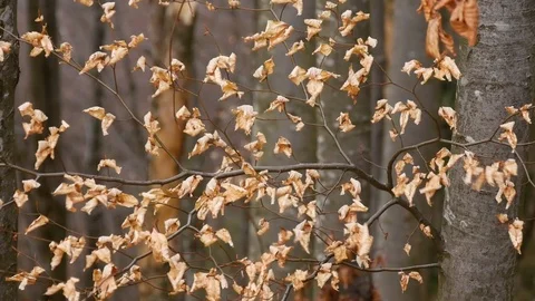 Dry leaves swaying in the wind. Stock Footage 74225684