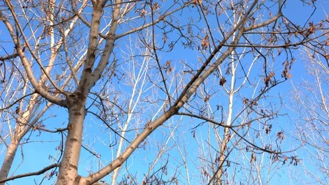 Dry leaves swing on bare branches Stock Footage 103789452