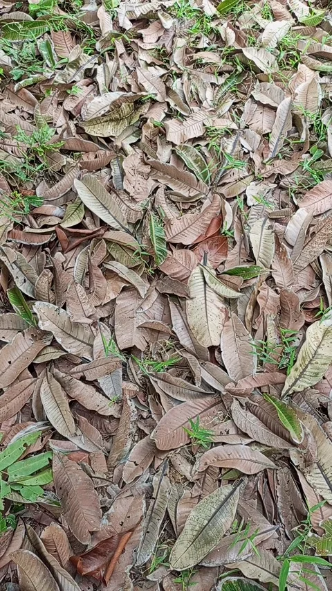 Dry leaves texture on the ground at the forest. Vertical footage. Stock Footage 320490953