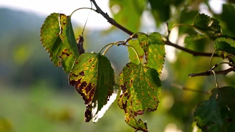 Dry leaves on a tree in 4k Stock Footage 252030048