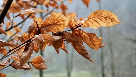 Dry leaves in the tree branch. Stock Footage 72902463