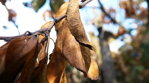 Dry Leaves on a Tree Branch Stock-Footage 103978213