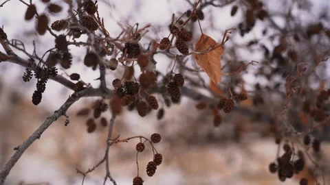 Dry leaves on a tree branch in winter Stock Footage 241435360