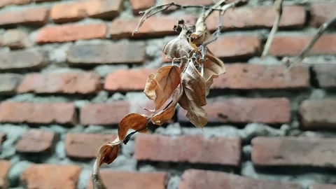 Dry leaves on tree branches with brick wall background Stock Footage 285592866