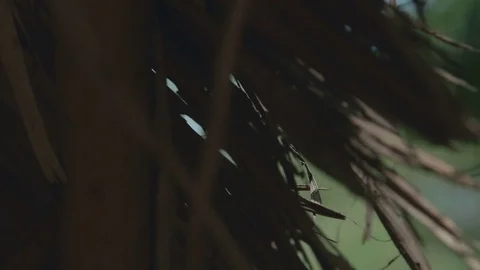 Dry leaves of a tree close-up Stock Footage 73645892