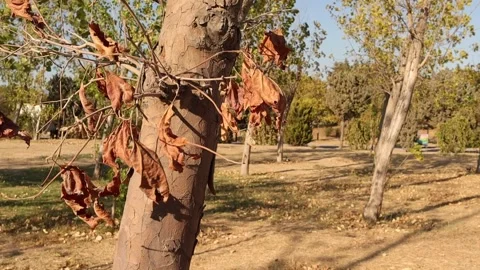 Dry Leaves on a Tree in the Forest Stock Footage 344034322
