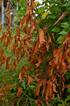 Dry leaves on a tree Stock Photos