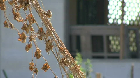 Dry Leaves On The Vine Stock-Footage 762072