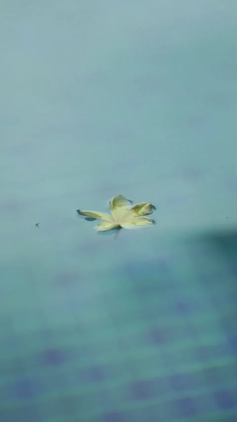 Dry leaves on water Video stock 224419476