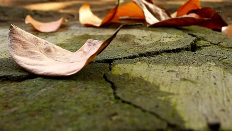 Dry leaves which fall on paved roads 스톡 동영상 113044612