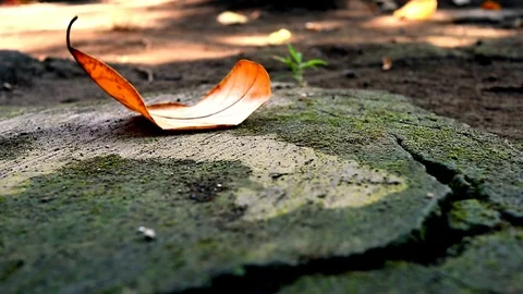 Dry leaves which fall on paved roads Stock Footage 113044638