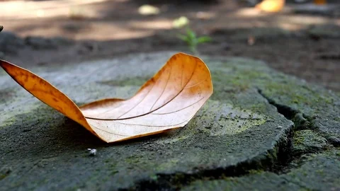 Dry leaves which fall on paved roads Stock Footage 113044656