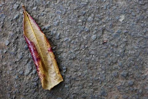 Dry leaves which fall on paved roads Stock Photos