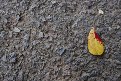 Dry leaves which fall on paved roads Stock Photos