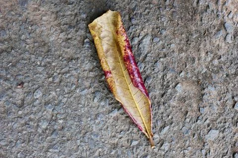 Dry leaves which fall on paved roads Stock Photos