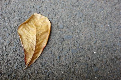 Dry leaves which fall on paved roads Stock Photos