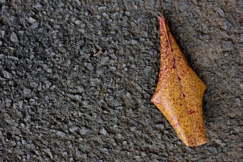 Dry leaves which fall on paved roads Stock Photos