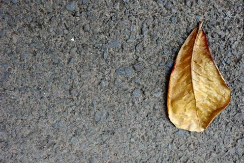 Dry leaves which fall on paved roads Stock Photos