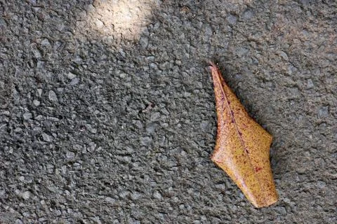 Dry leaves which fall on paved roads Stock Photos