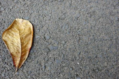 Dry leaves which fall on paved roads Stock Photos