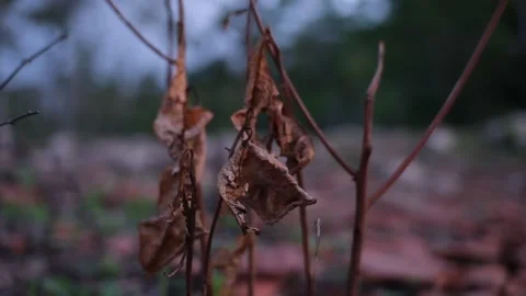Dry leaves will die in the wind Stock Footage 210793606