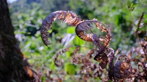 Dry leaves with the wind blowing accompanied by beautiful lighting Stock Footage 209904624