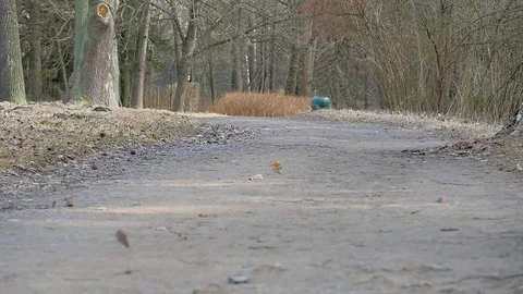 Dry leaves on the wind 스톡 동영상 75170922