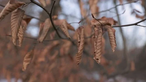 Dry leaves in winter Stock Footage 294074666