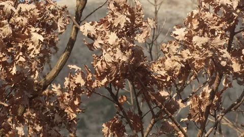 Dry leaves on a young oak tree. Stock Footage 270522714