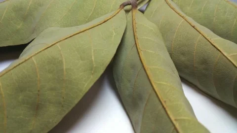 Dry leaves4 Stock Footage 332232826