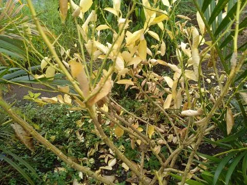 Dry lemon tree Stock Photos