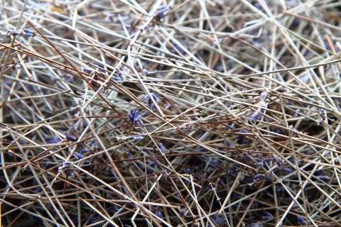 Dry levander Stock Photos