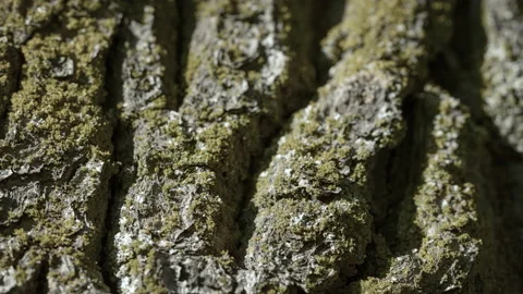 Dry lichen on the bark of an old oak close up Stock Footage 153086451