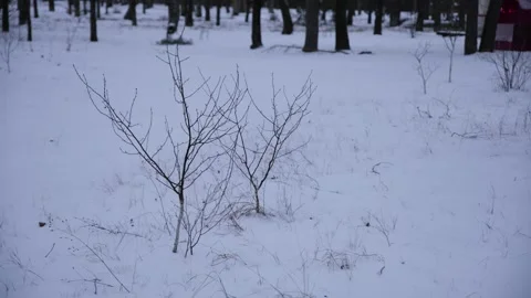 A dry, lifeless tree without leaves grows out of the snow in winter Stock Footage 325746414