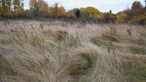 Dry light colored long brown grass blows in a strong wind  Stock Footage 143328110