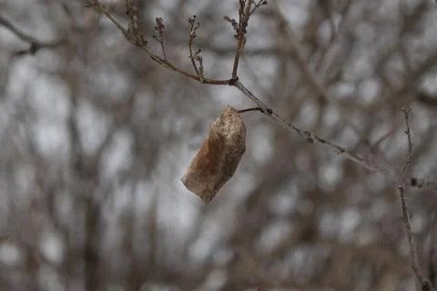 Dry lilac leaf Stock Photos