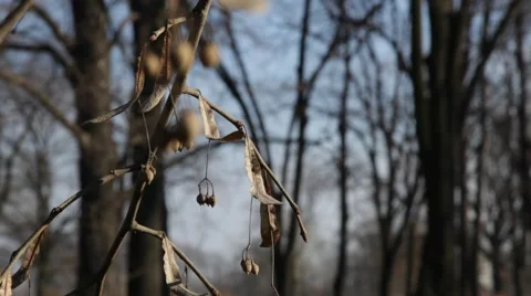 Dry linden branch Vídeo Stock 42328804