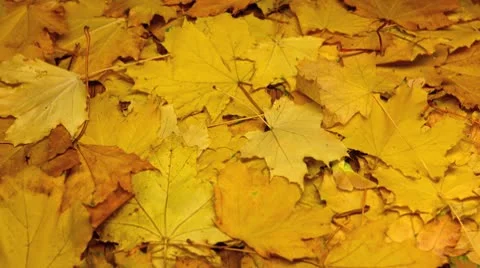 Dry lives time-laps Stock Footage 8846005