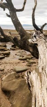 Dry log of the fallen tree on the rock beach on a cloudy day Stock Photos