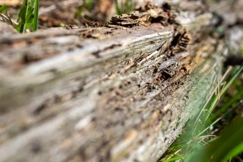 A dry log in the grass, on which large ants crawl. Rotten, old log Stock Photos