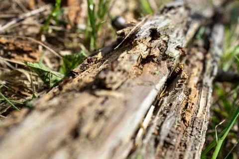 A dry log in the grass, on which large ants crawl. Rotten, old log Stock Photos