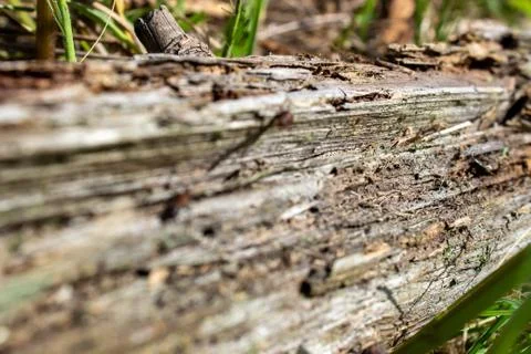 A dry log in the grass, on which large ants crawl. Rotten, old log Stock Photos