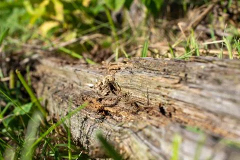 A dry log in the grass, on which large ants crawl. Rotten, old log Stock Photos