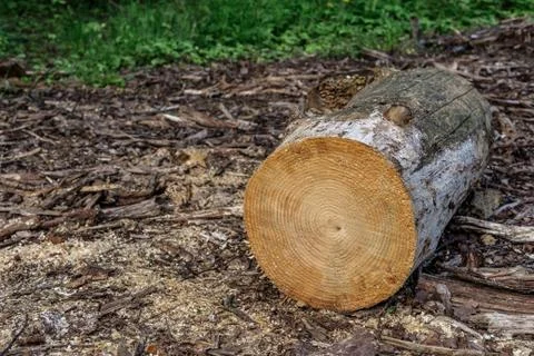 Dry log. Stock Photos