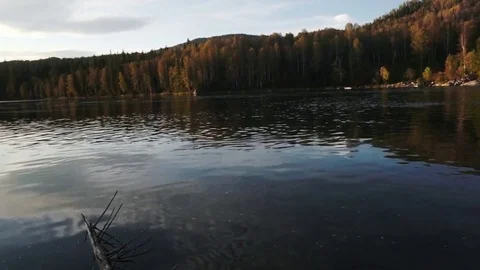 Dry log in the river Stock Footage 81663534