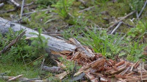 Dry log shattering slow motion Stock Footage 27526621