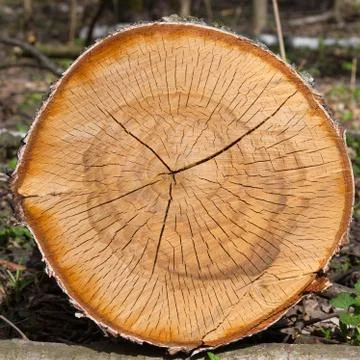Dry logs of birch tree Stock Photos