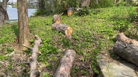 Dry logs from dried or fallen trees lie on the green grass, maybe for barbecue. Stock Footage 239019488